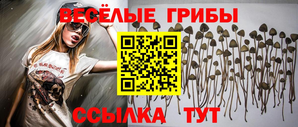 хочу наркоту  Псилоцибиновые грибы Psilocybe  Вход с VPN  Усть-Джегута 
